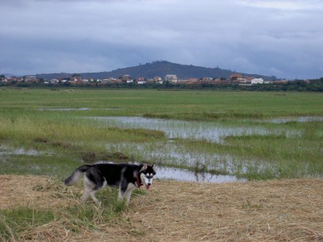 Ballade dans les rizi&egrave;res ...