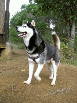 Dans la brousse de Madagascar