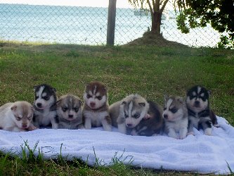 Liubov's Anaok et ses BB